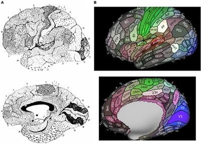 Deconvoluting human Brodmann area 8 based on its unique structural and functional connectivity